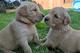 Cachorros de golden retriever para adopción